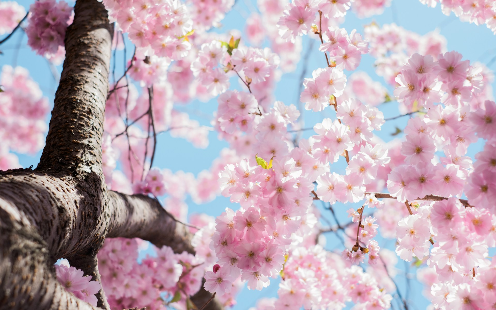 cherry blossom tree