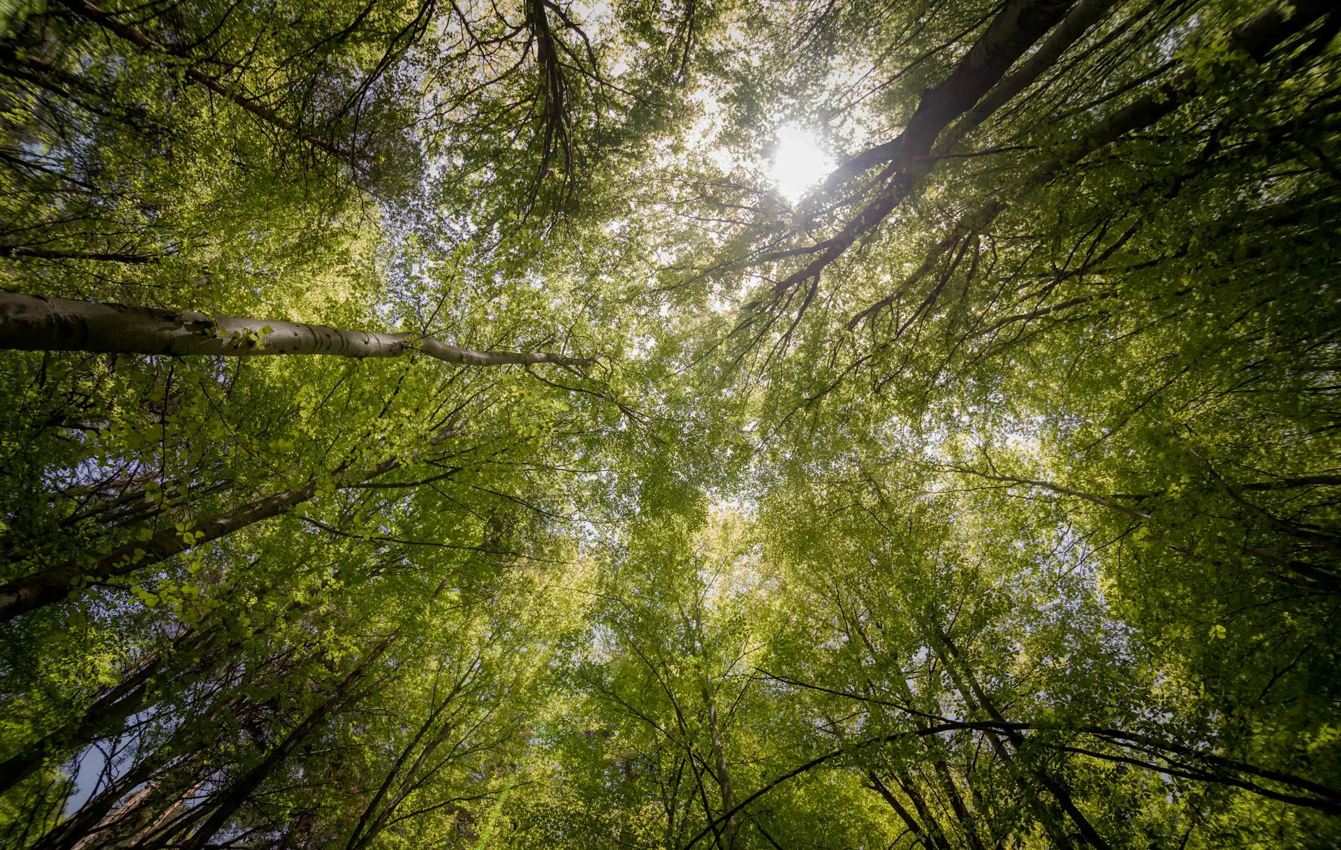 sun shining through trees